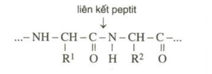 Peptit và liên kết peptit là gì? Số lượng liên kết peptit ra sao?